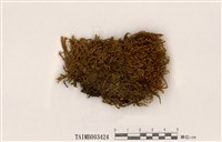 藏品(粗枝苔屬)的圖片